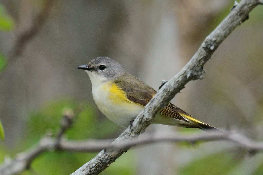 Warbler, American Redstart, 2014-05225768 Parker River NWR, MA.JPG - American Redstart (f). Parker River National Wildlife Refuge, MA, 5-22-2014